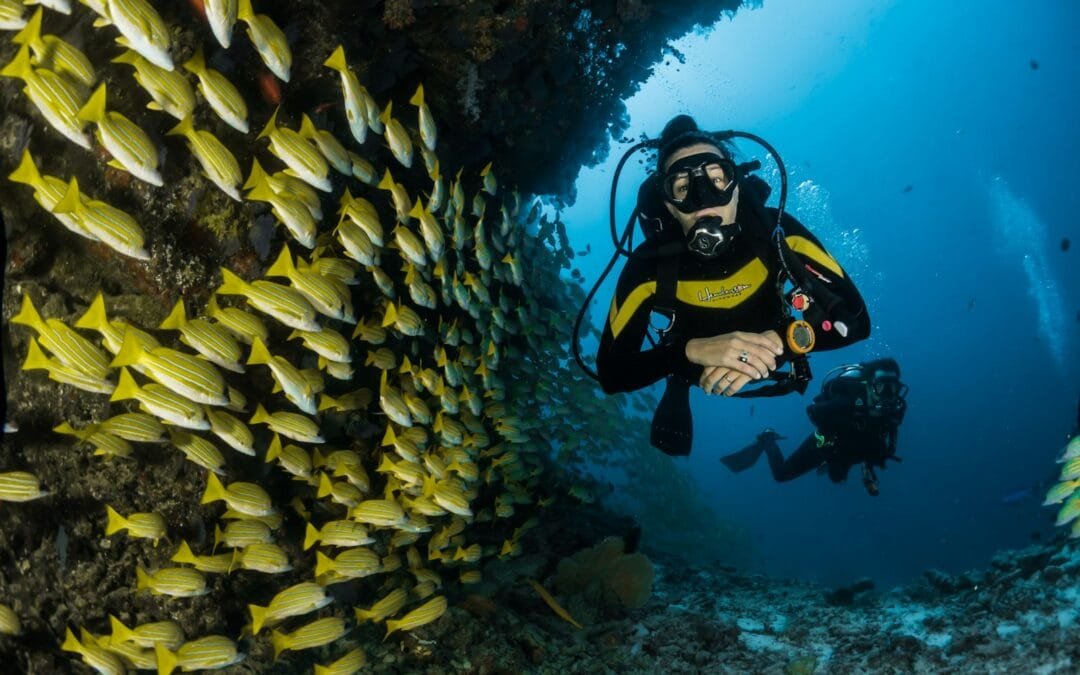 koh tao diving spots