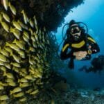 koh tao diving spots