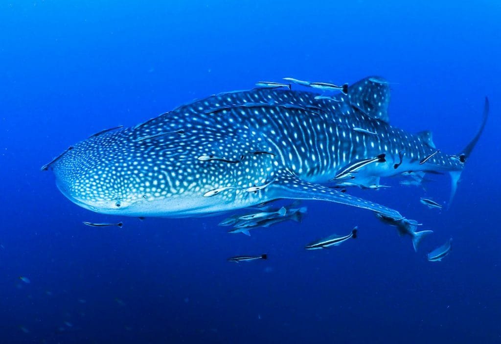 koh tao waleshark 